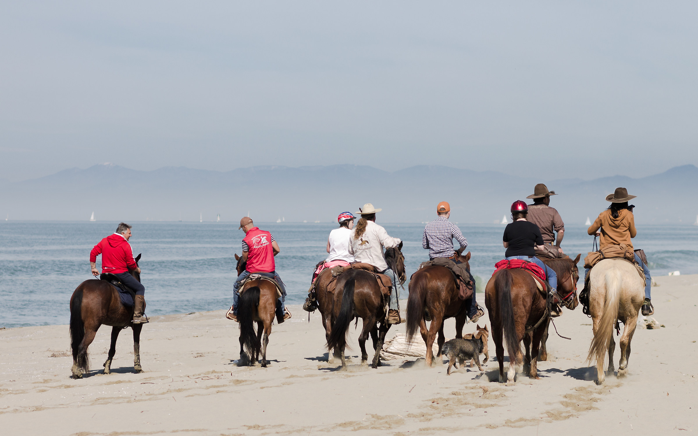 horses on the beach