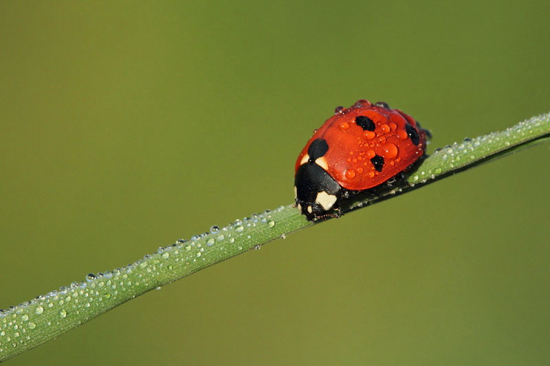 Seven-spotted ladybug Coccinella septempunctata