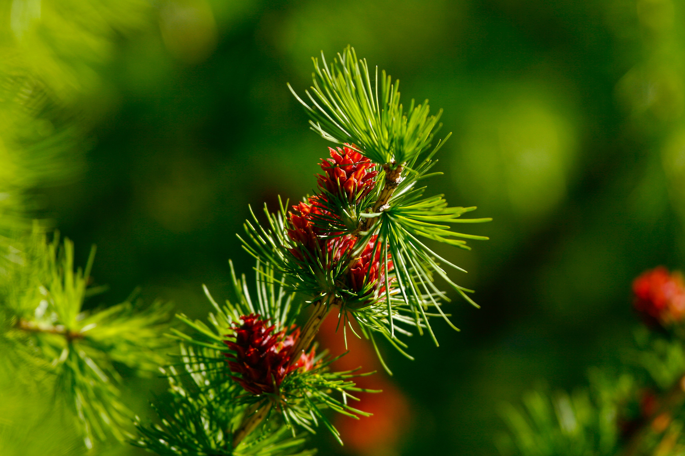 Remembering the Summer