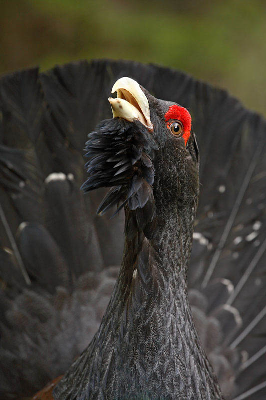 Capercaillie Tetrao urogallus