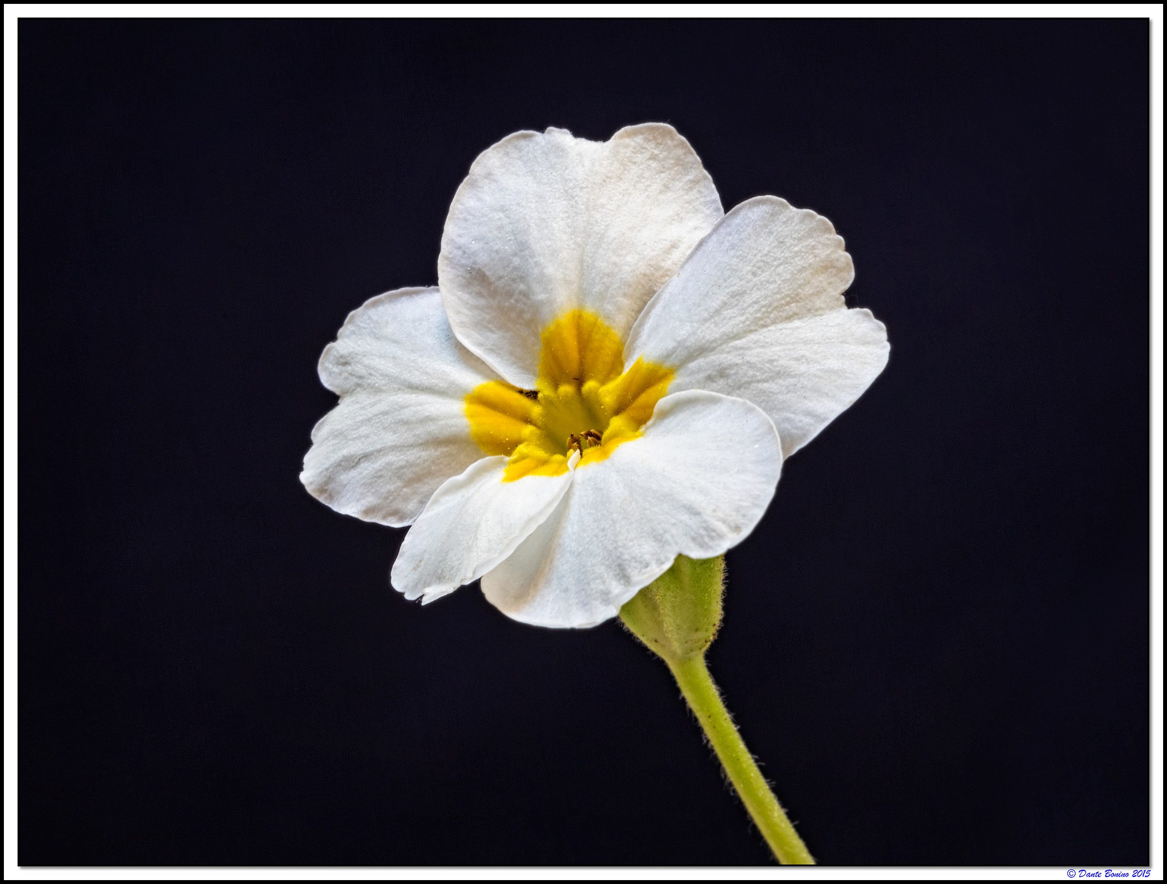 Primule a novembre 1