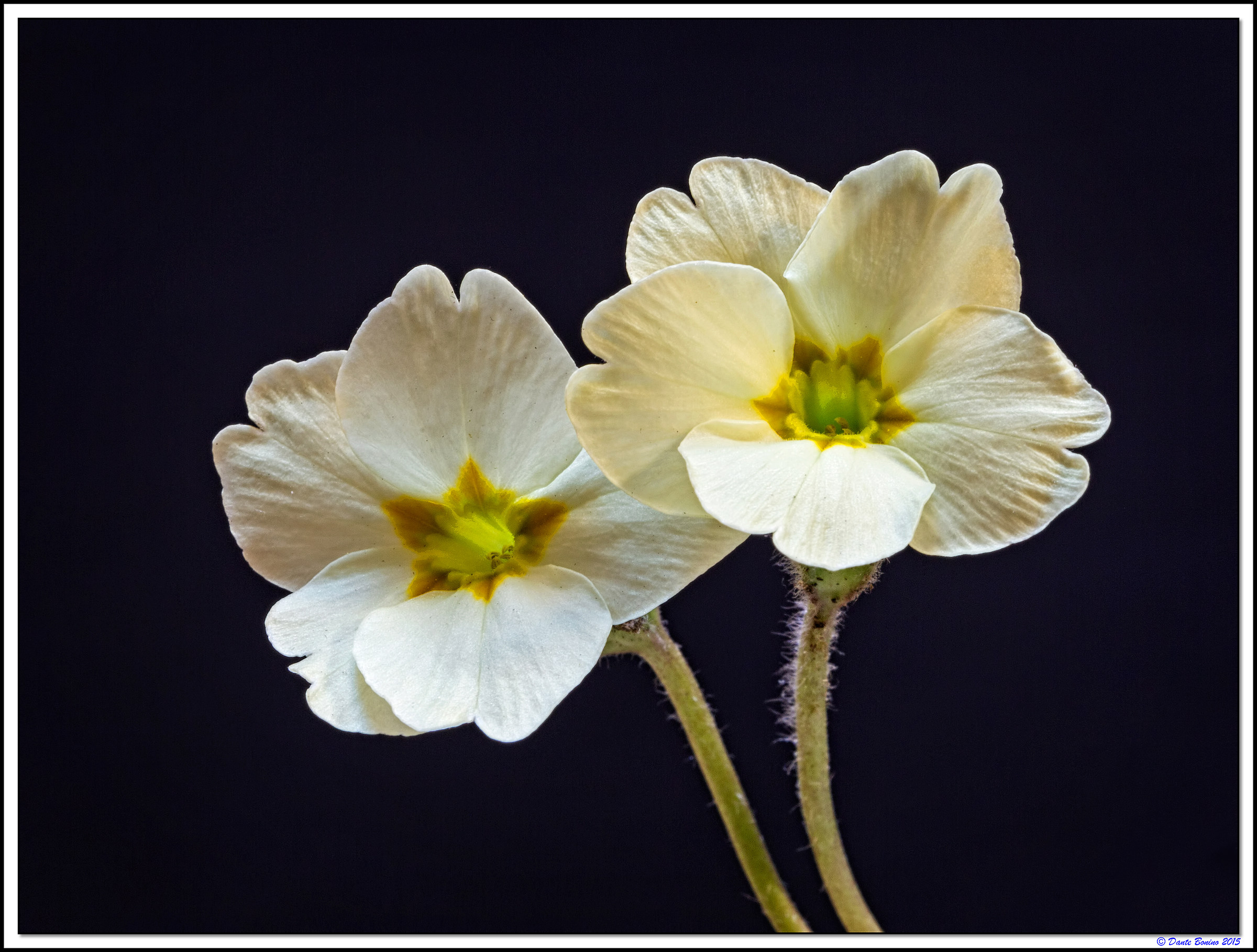 Primule a novembre 2