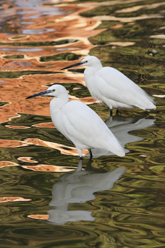 Little egret Egretta garzetta