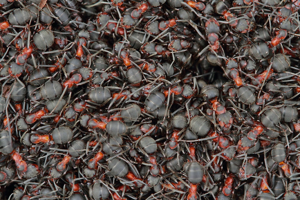 Southern wood ant Formica rufa