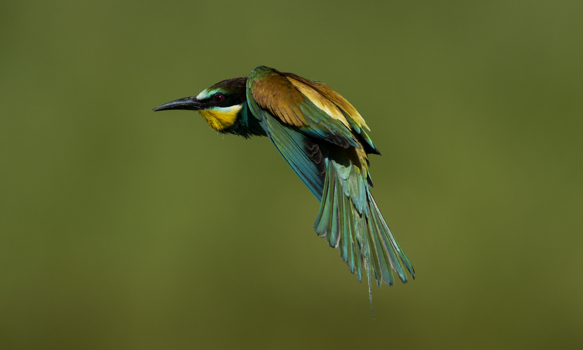 bee-eater