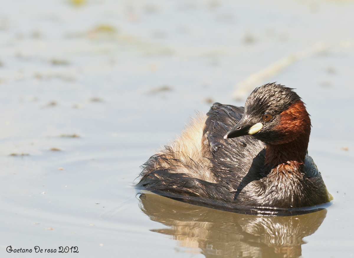 Little Grebe