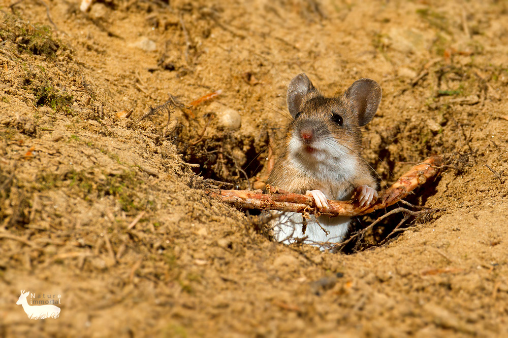 Wood Mouse