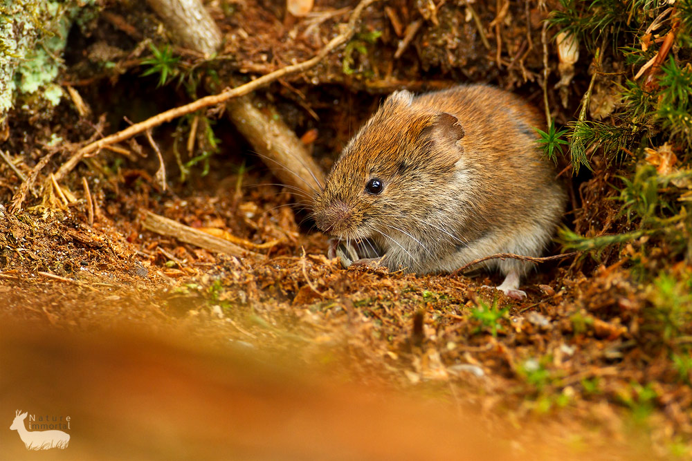 Field Vole