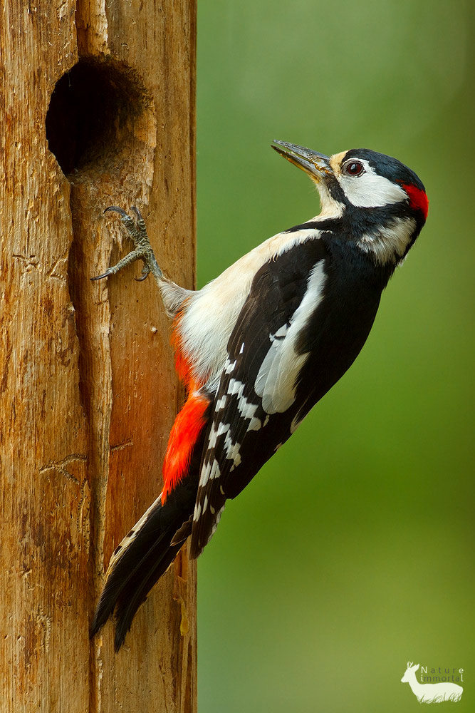 Greater Spotted Woodpecker