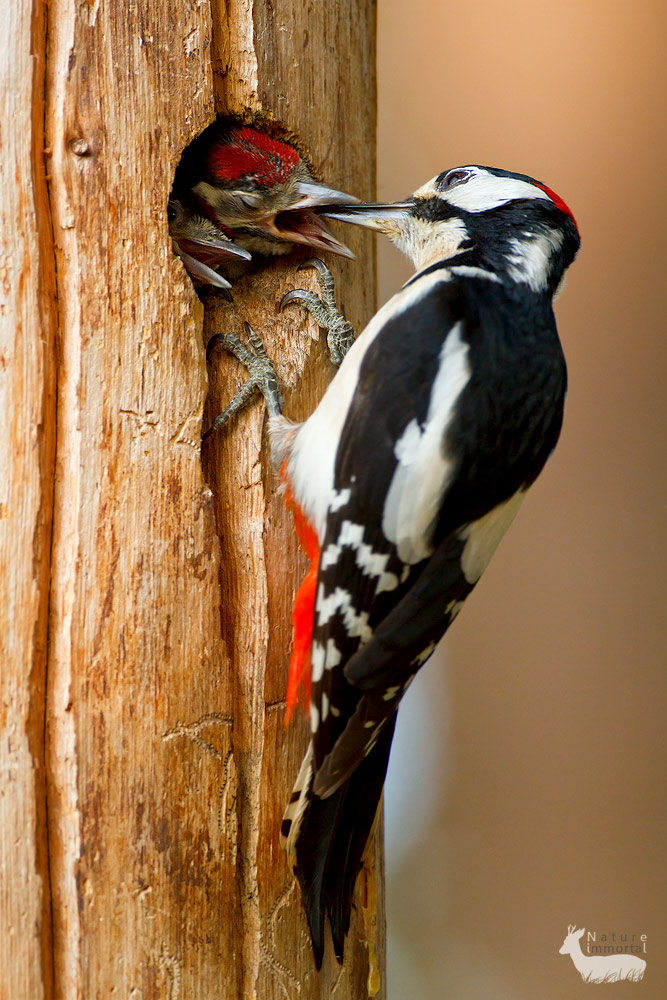 Greater Spotted Woodpecker feeding chick