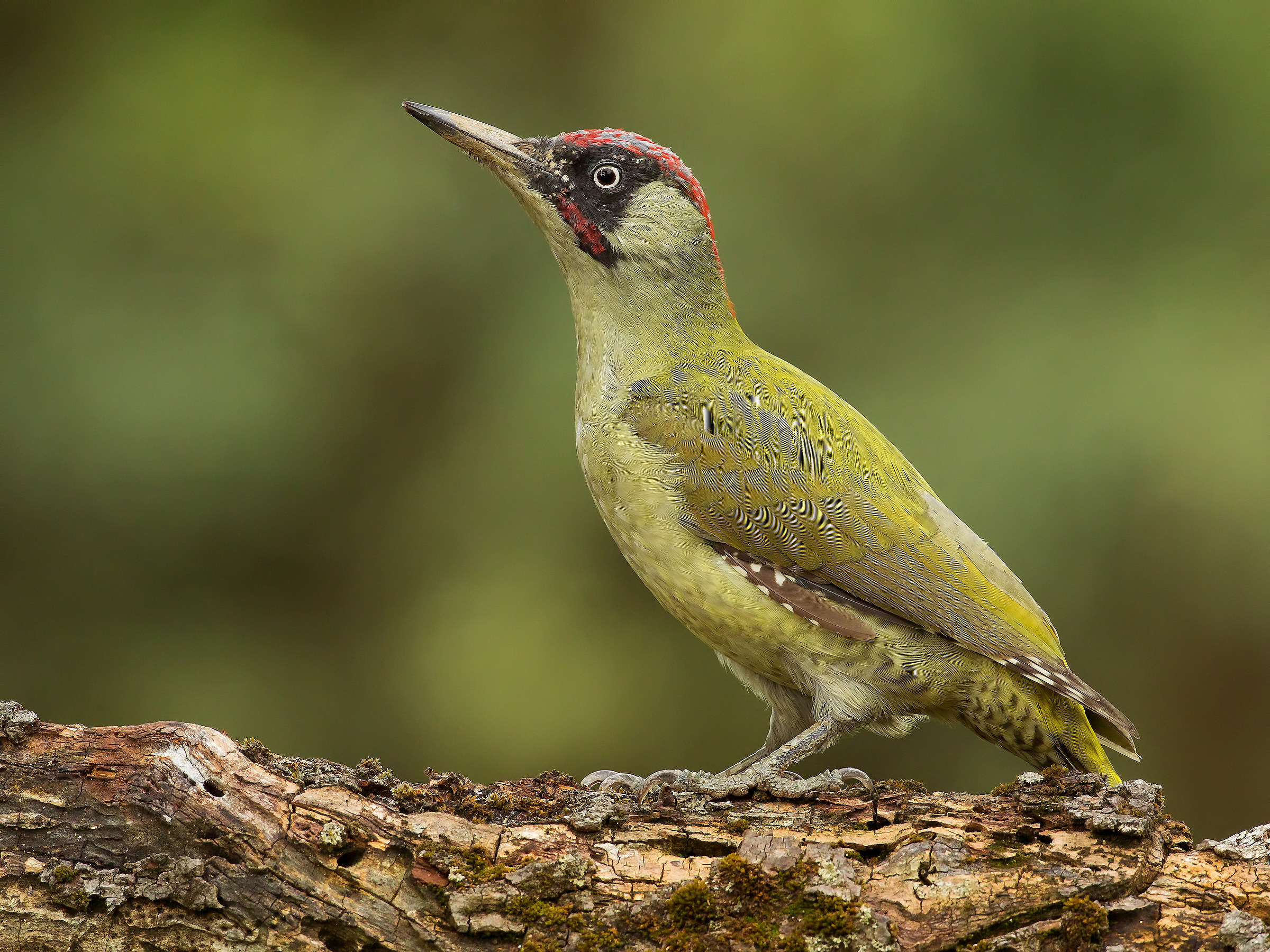 green woodpecker