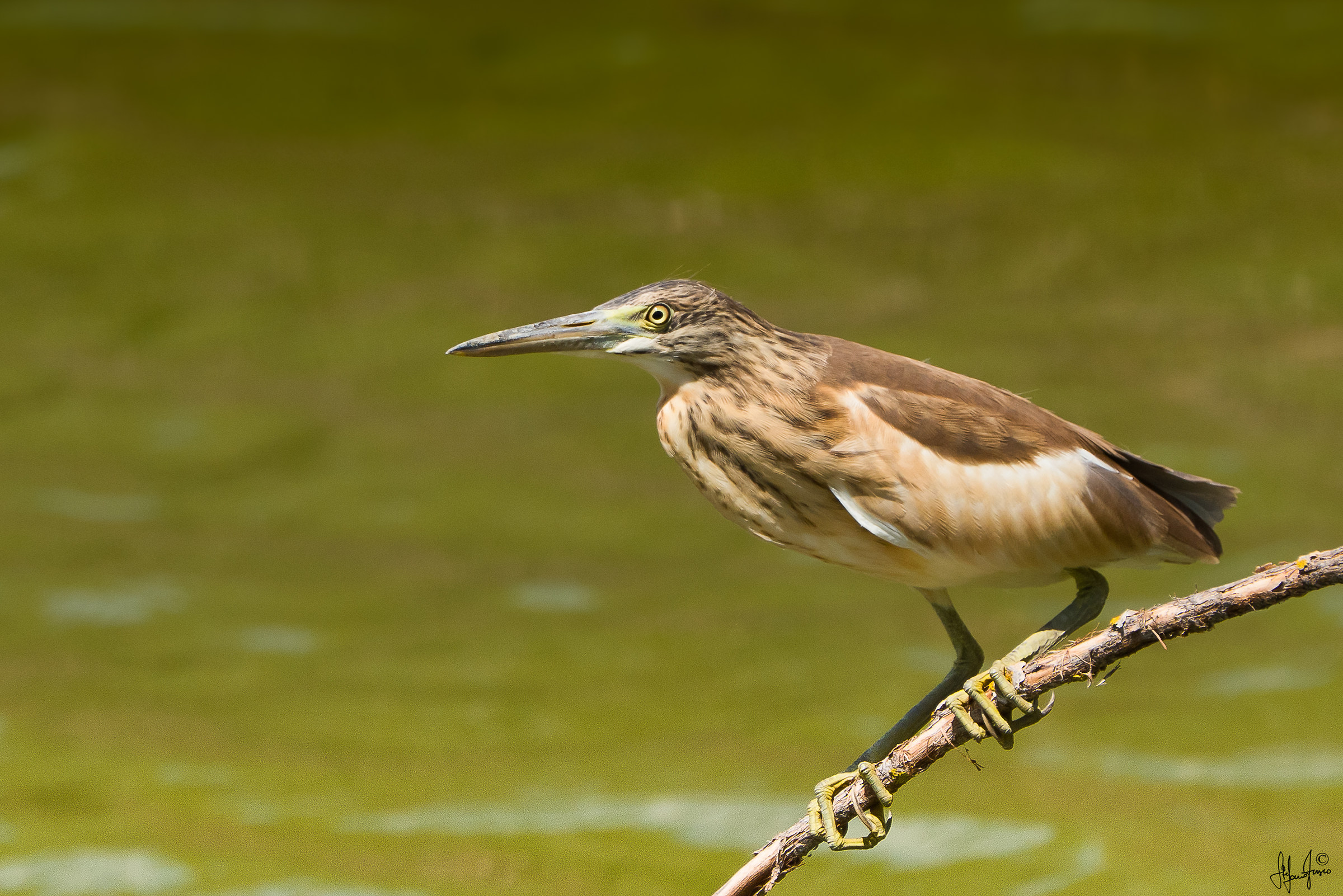 Sgarza ciuffetto juv-3909