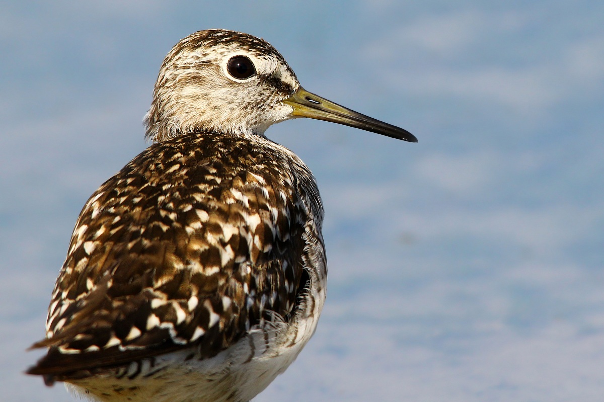 Ritratto Piro Piro Boschereccio