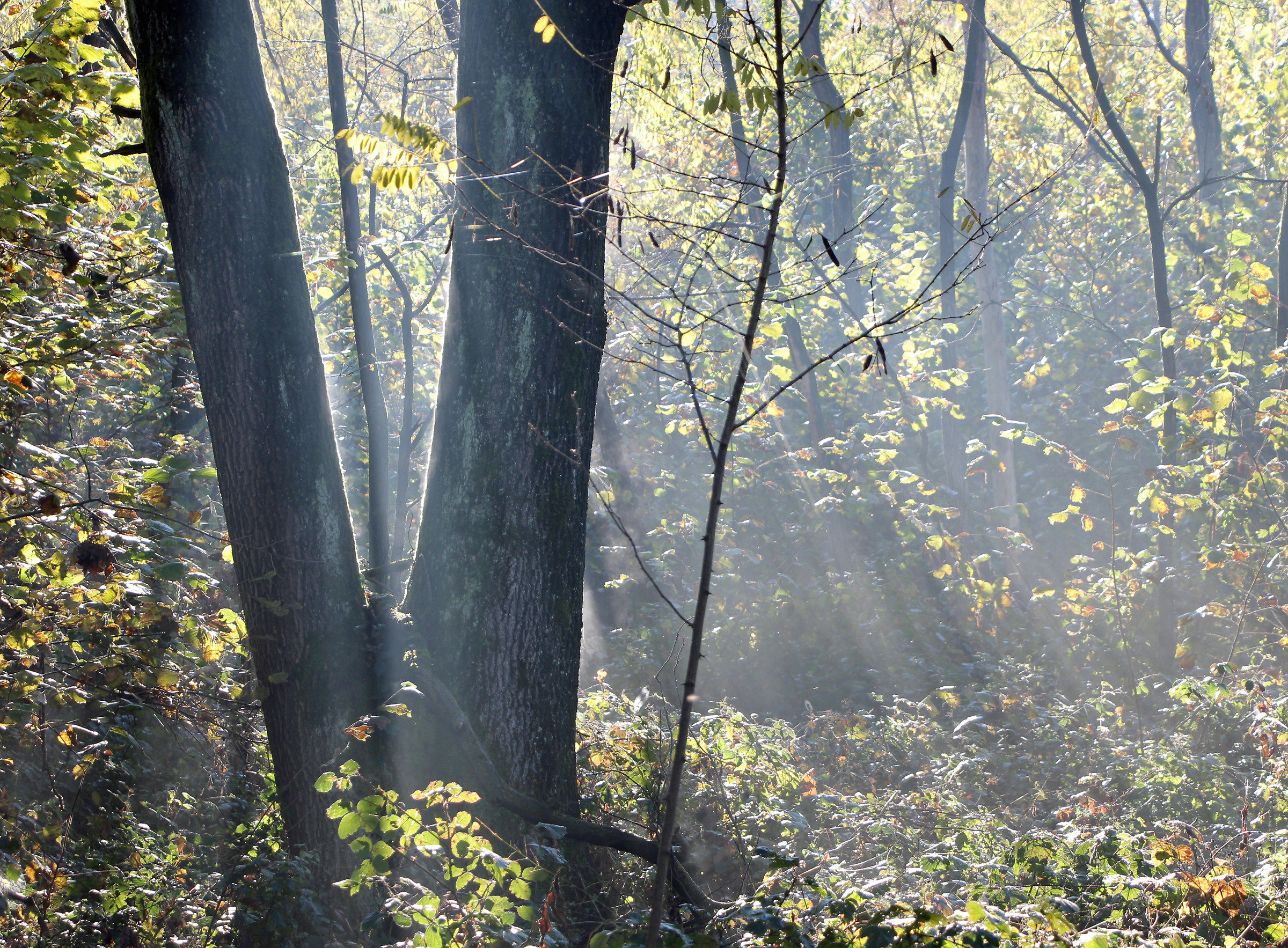 tages of sun through the trees