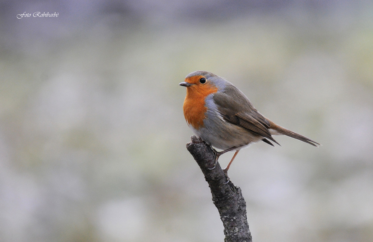 A companion of 'Winter ...