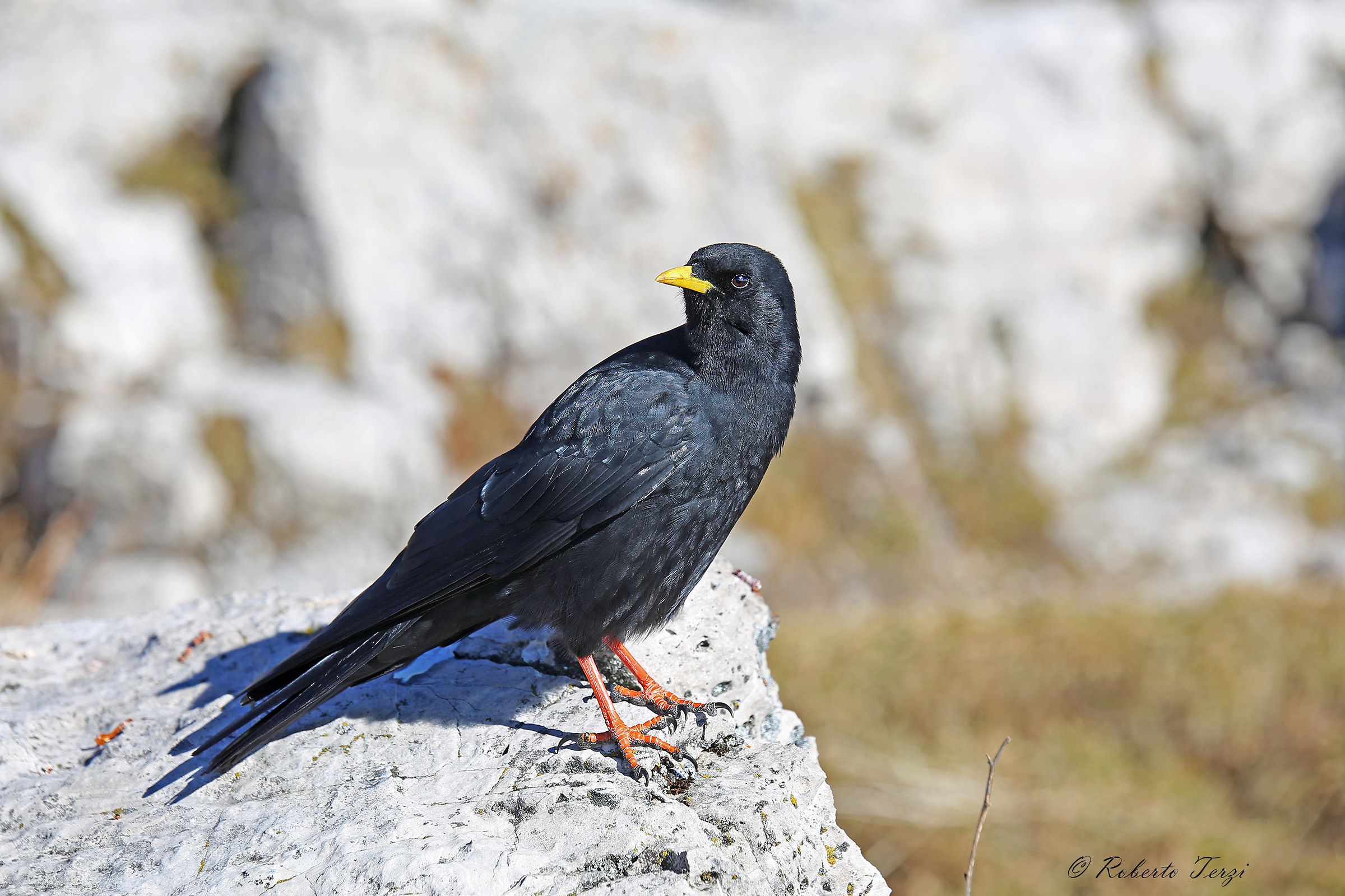 Alpine chough