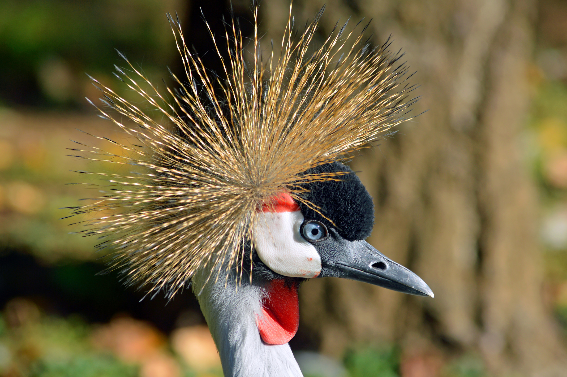 Crowned crane