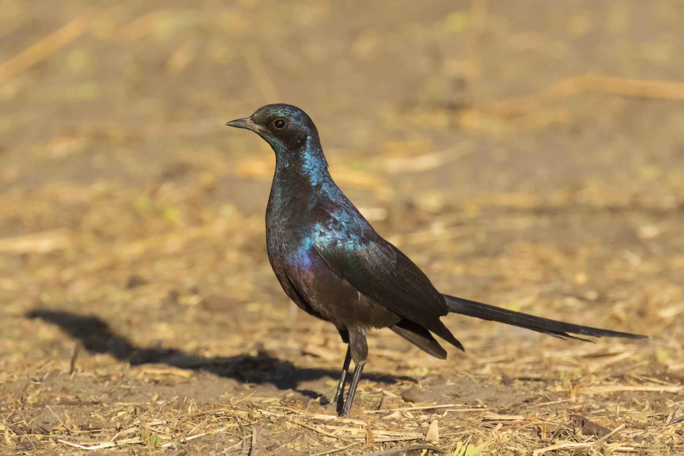 Meves's Starling