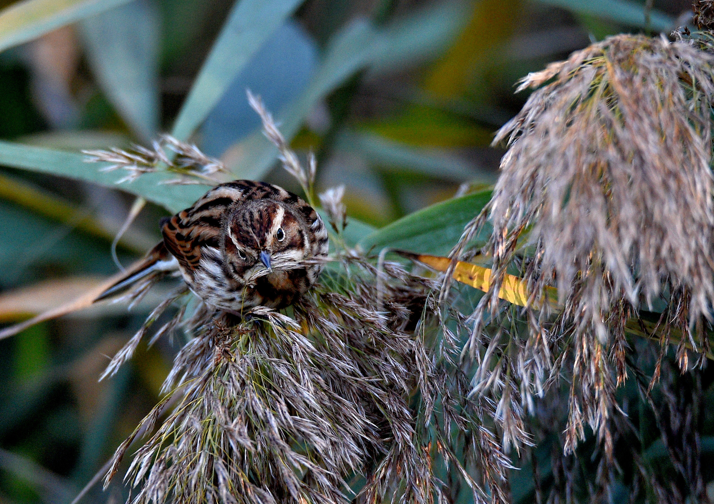Reed Bunting