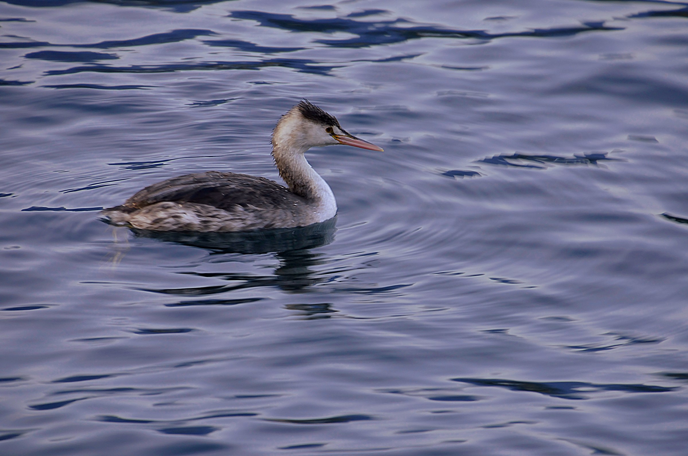 Grebe less?