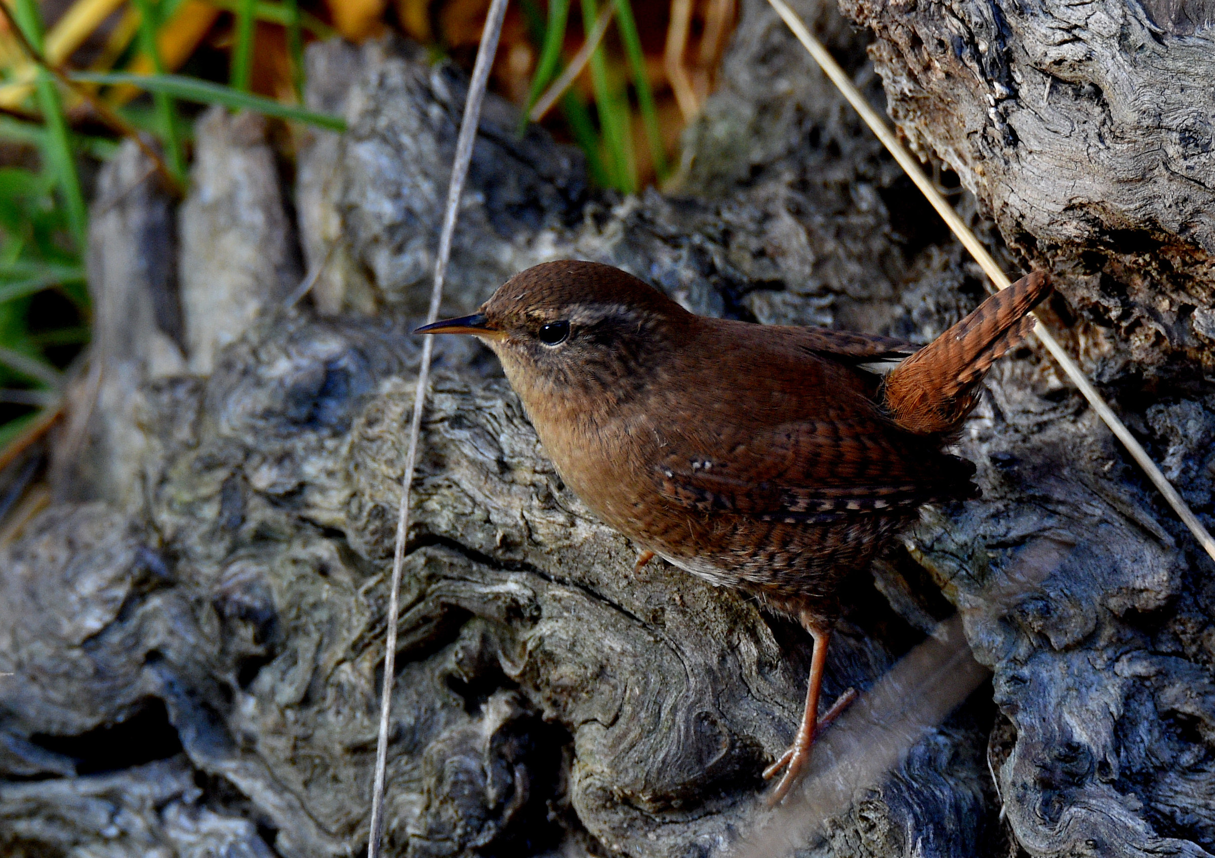 Wren
