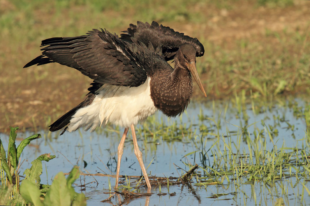 Black stork Ciconia nigra