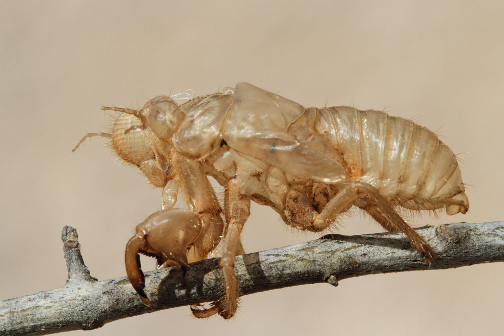Slough of cicada