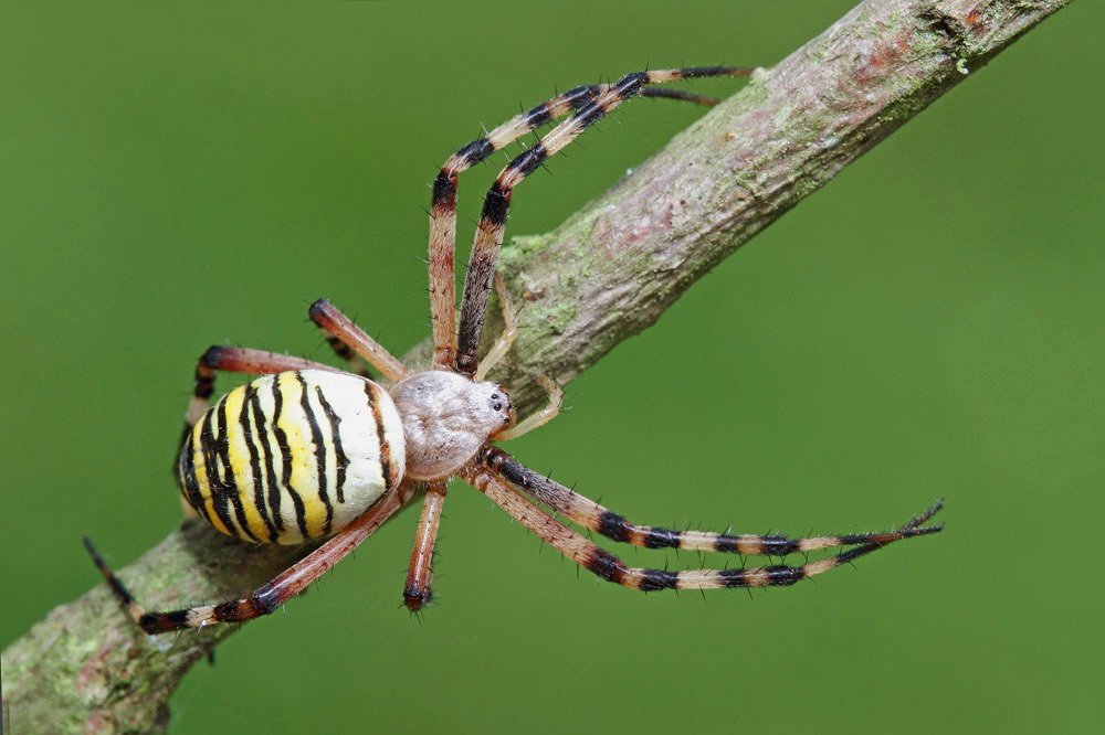 Wasp spider Argiope bruennichi