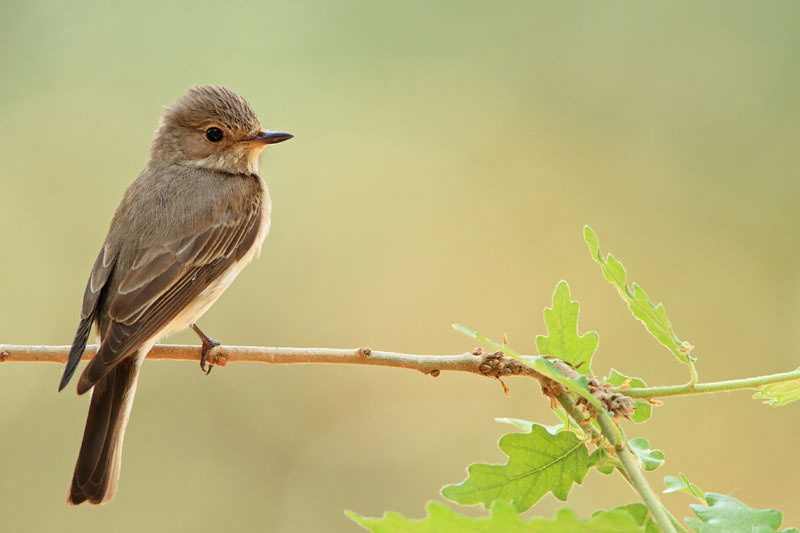 Spotted flycatcher Muscicapa striata