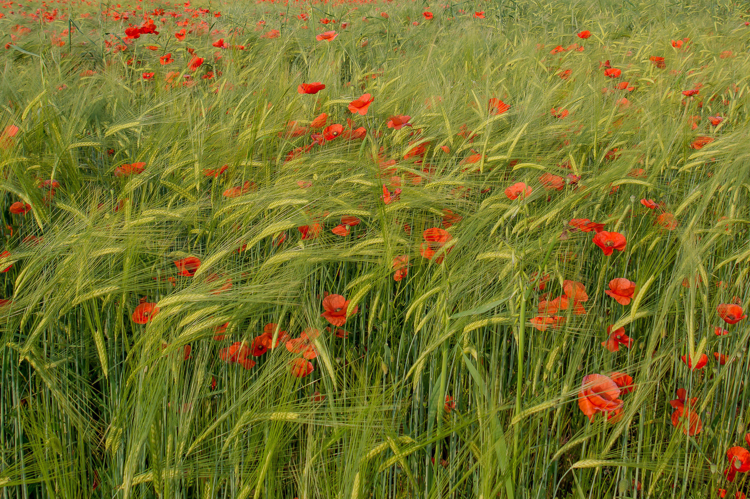 Piacevoli infestanti...