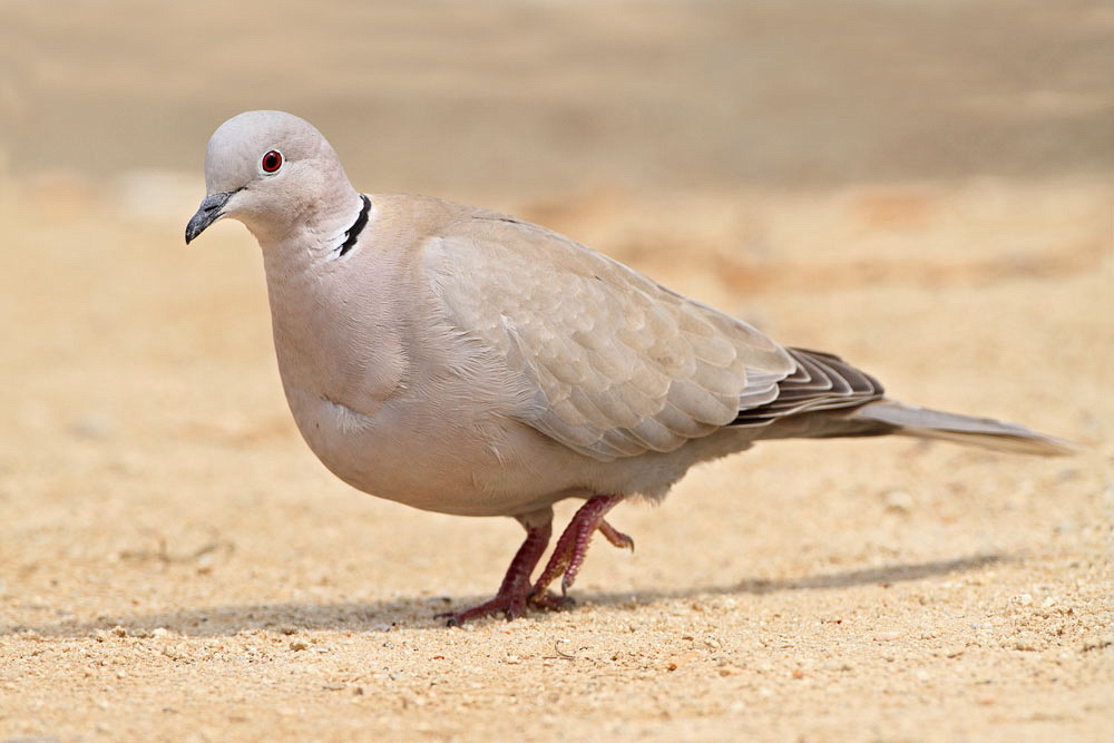 Collared dove Streptopelia decaocto