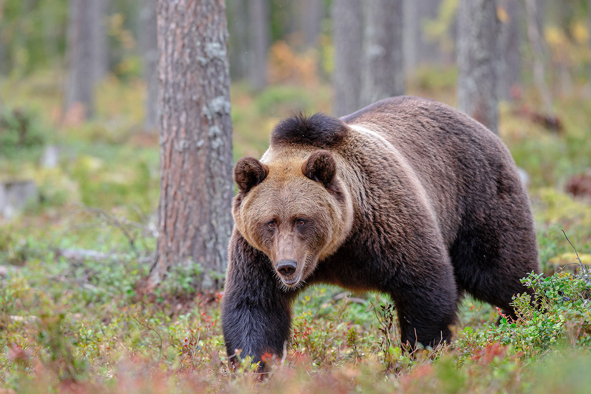 Brown bear