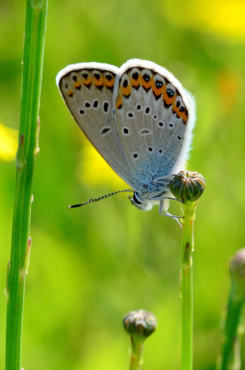 Plebejus Argyrognomon 01