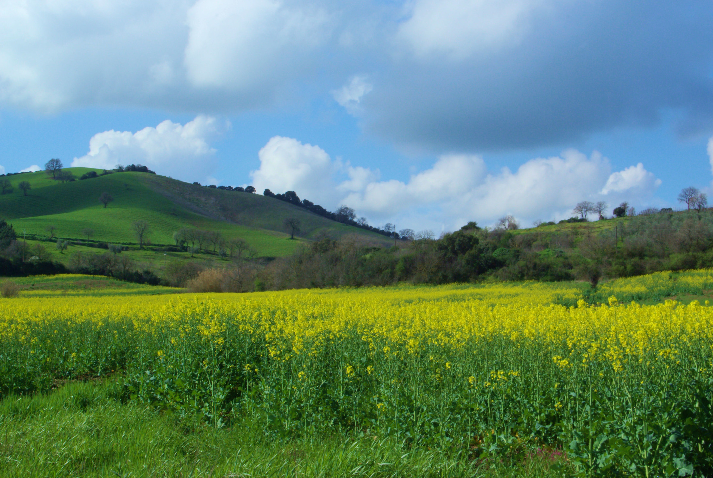 La Maremma si è tinta di giallo