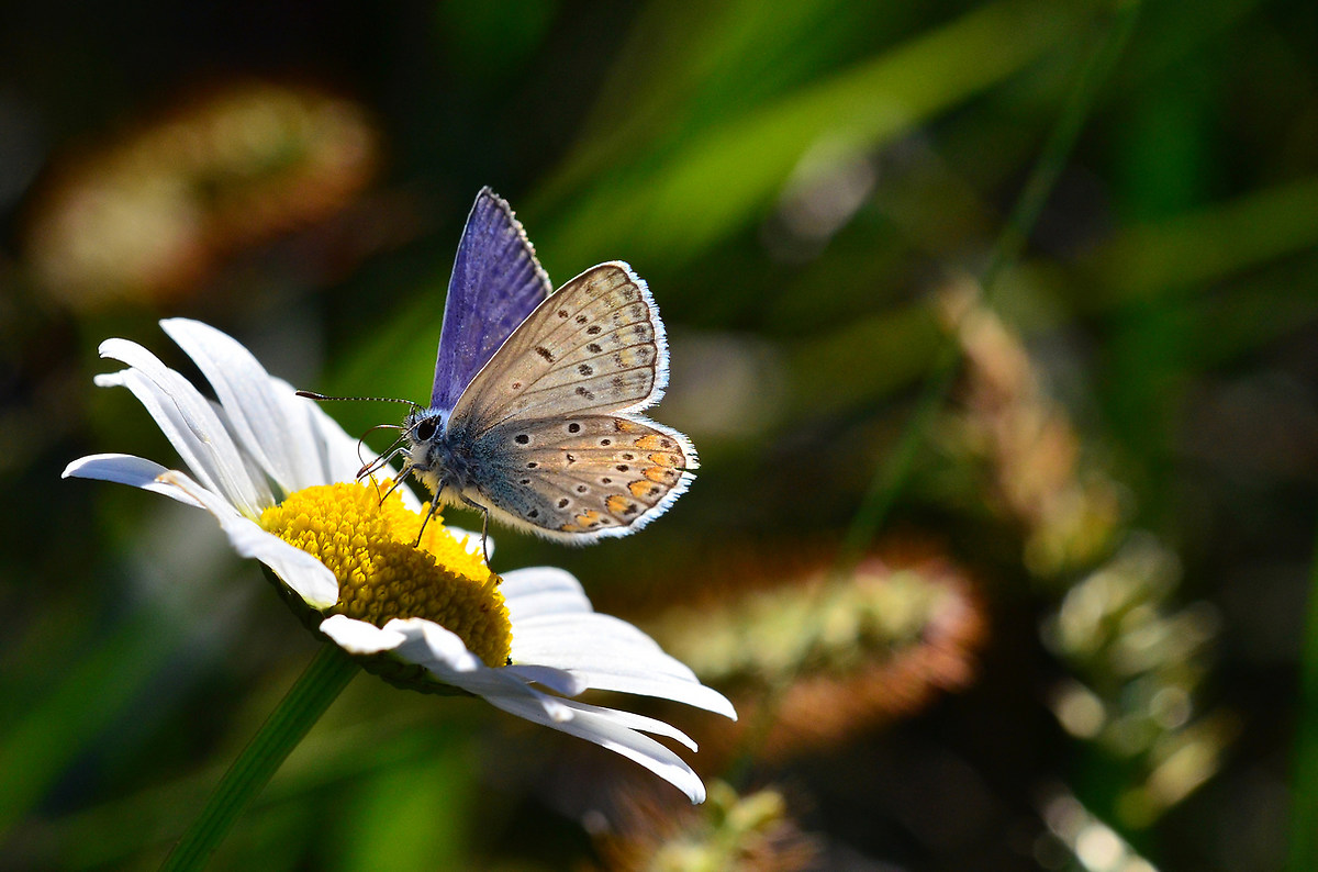 Plebejus Argyrognomon 03