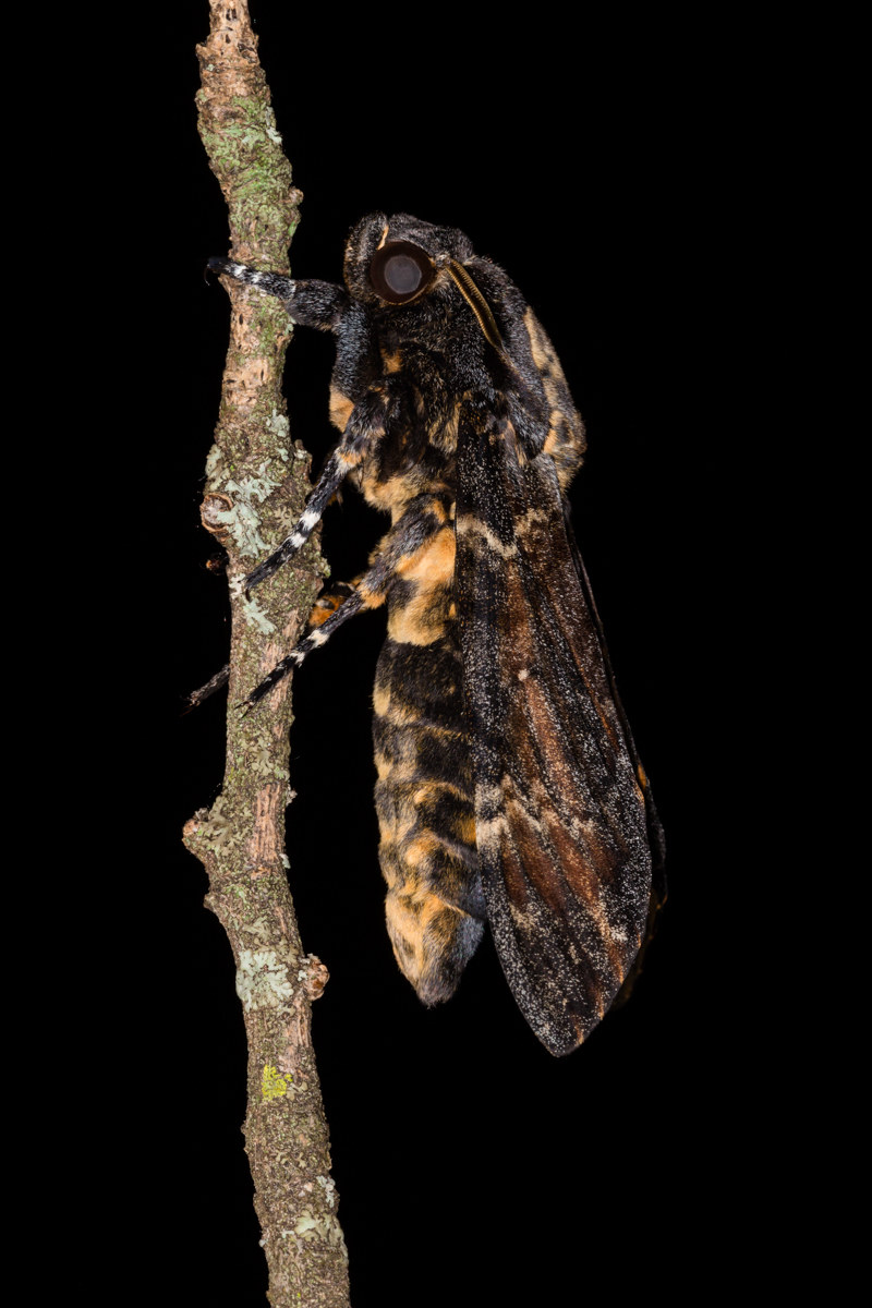 Sphinx head died shortly after flickering ...