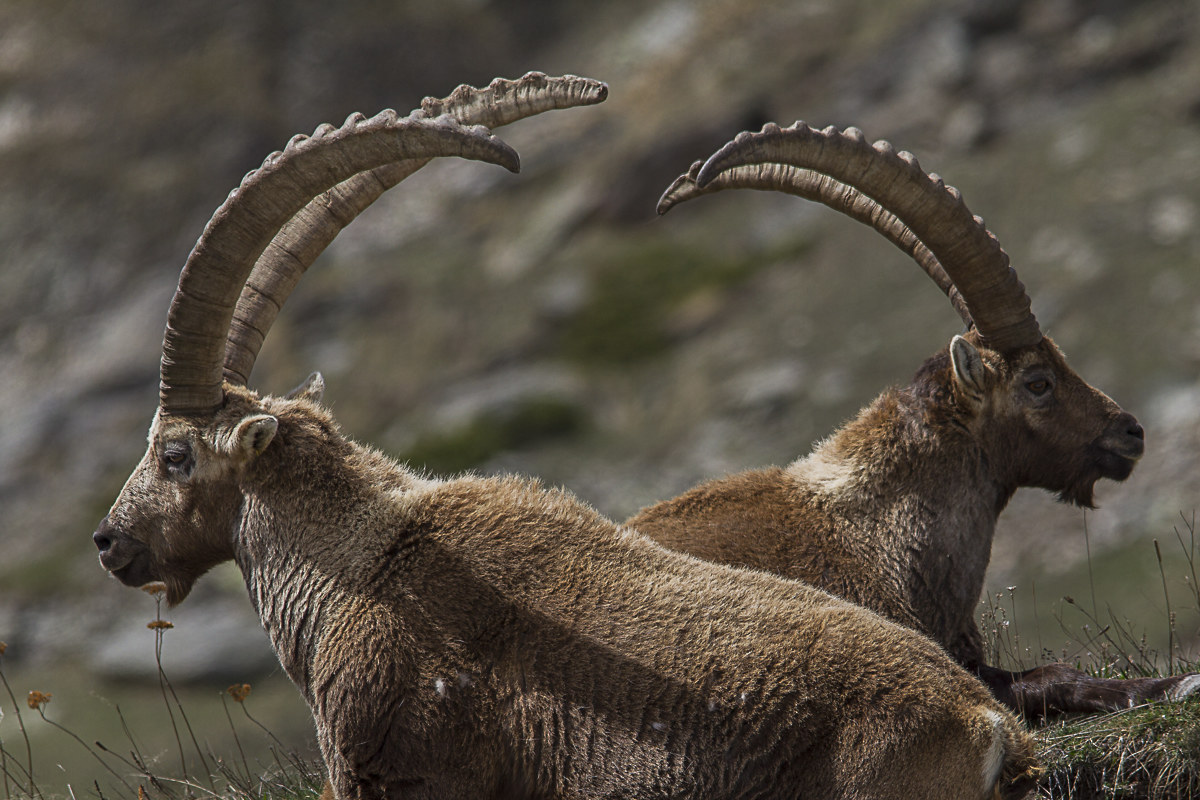 ibex x 2