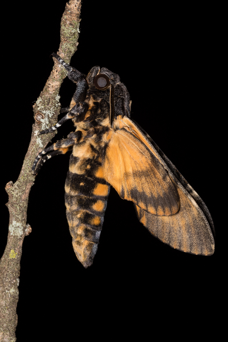 Sfinge testa di morto poco dopo lo sfarfallamento...