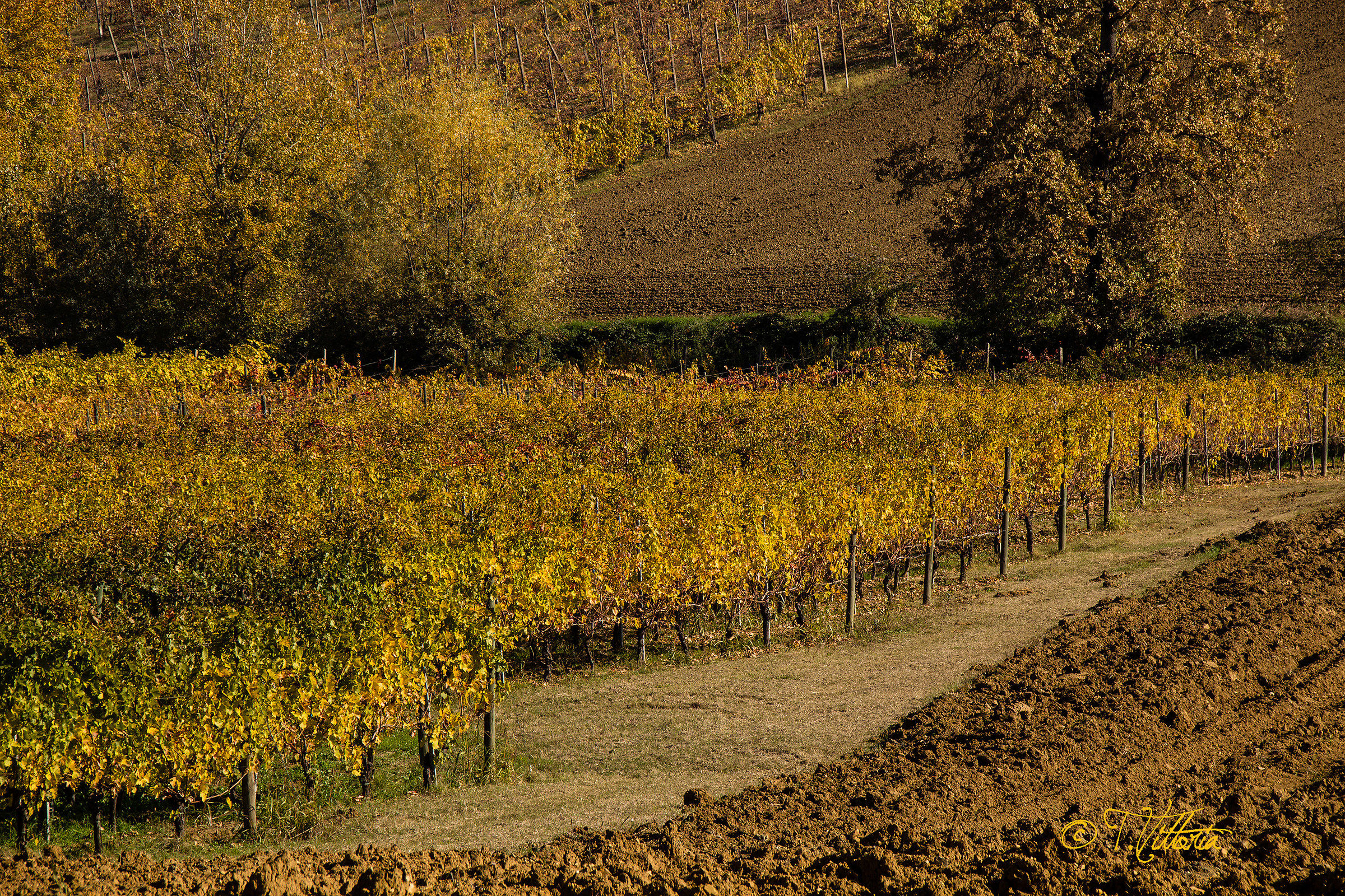 I colori dell'autunno  2