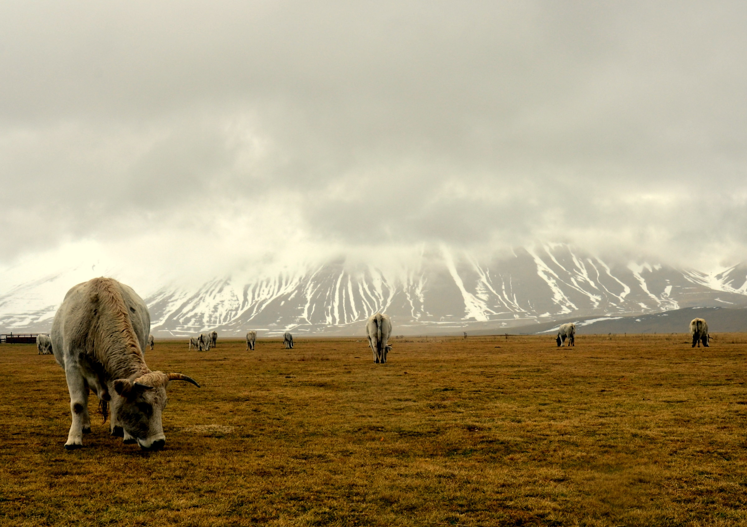 High mountain pasture