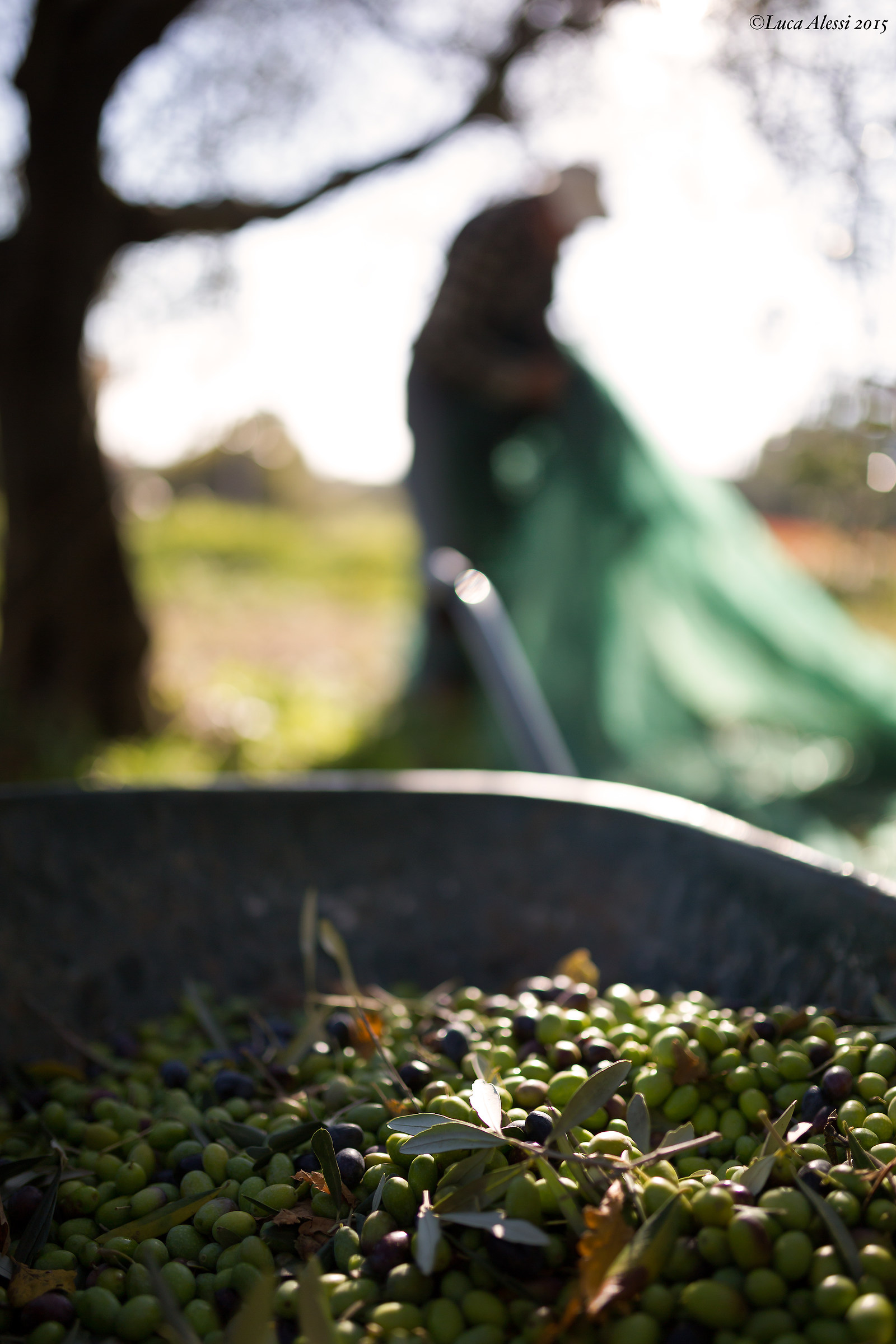 The olive harvest