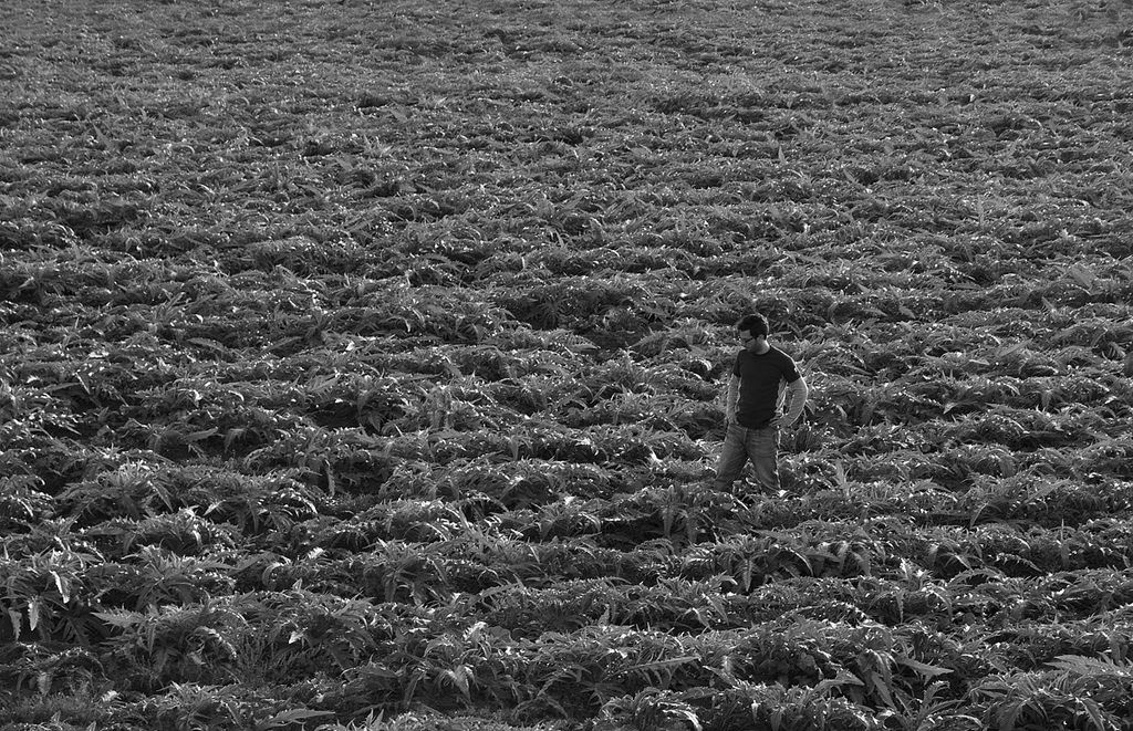 Mark in the land of artichokes