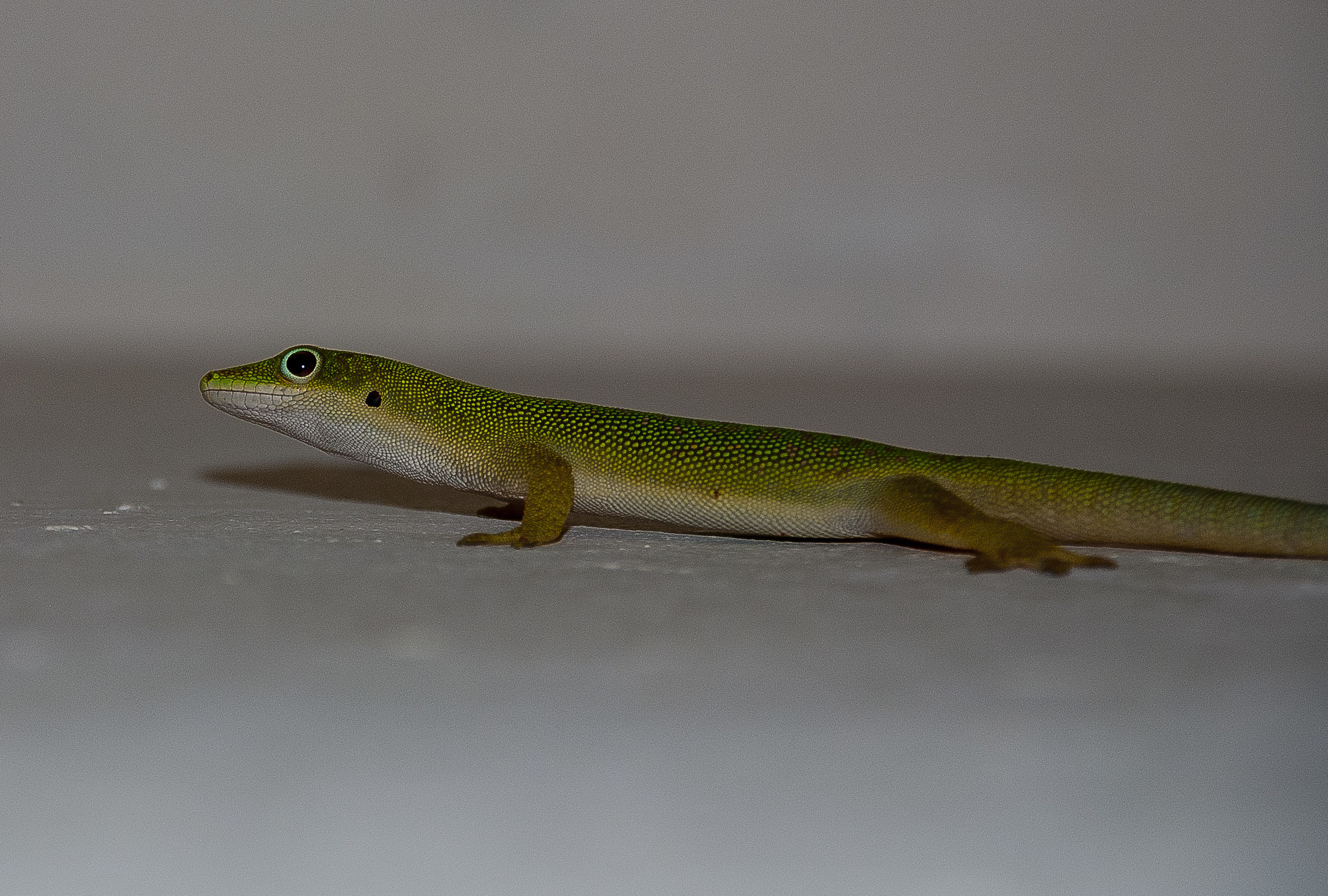 Gecko
