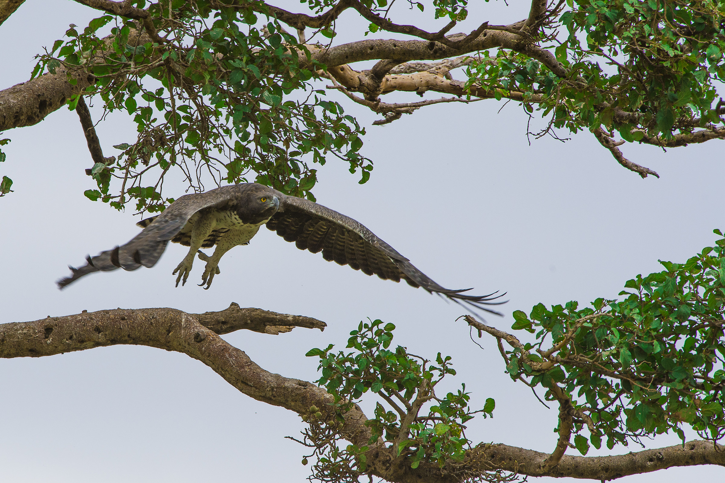 martial eagle