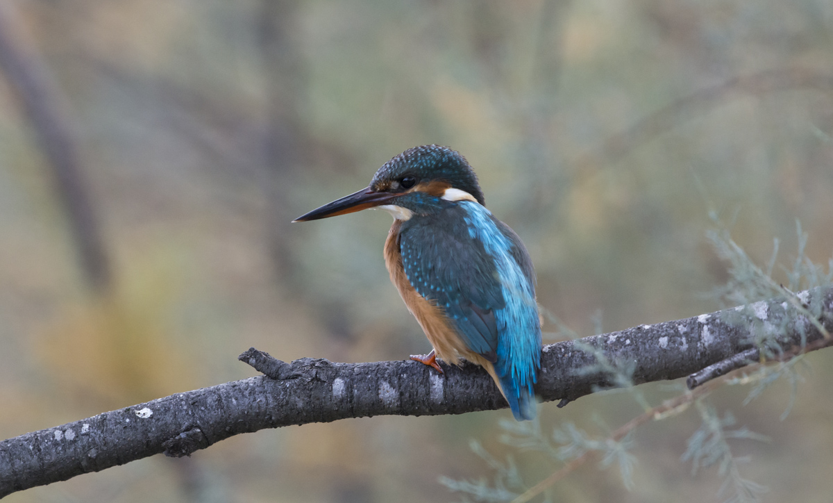 Kingfisher