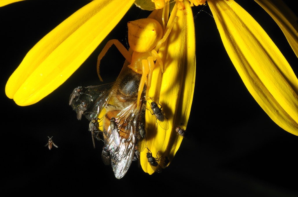 predators, prey and jackals