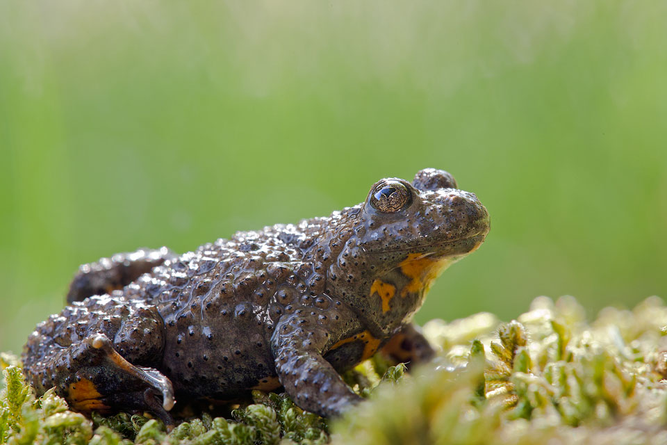 Ululone ventre giallo
