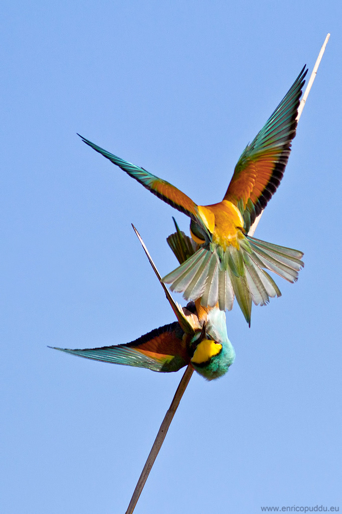 First bee eaters 2012