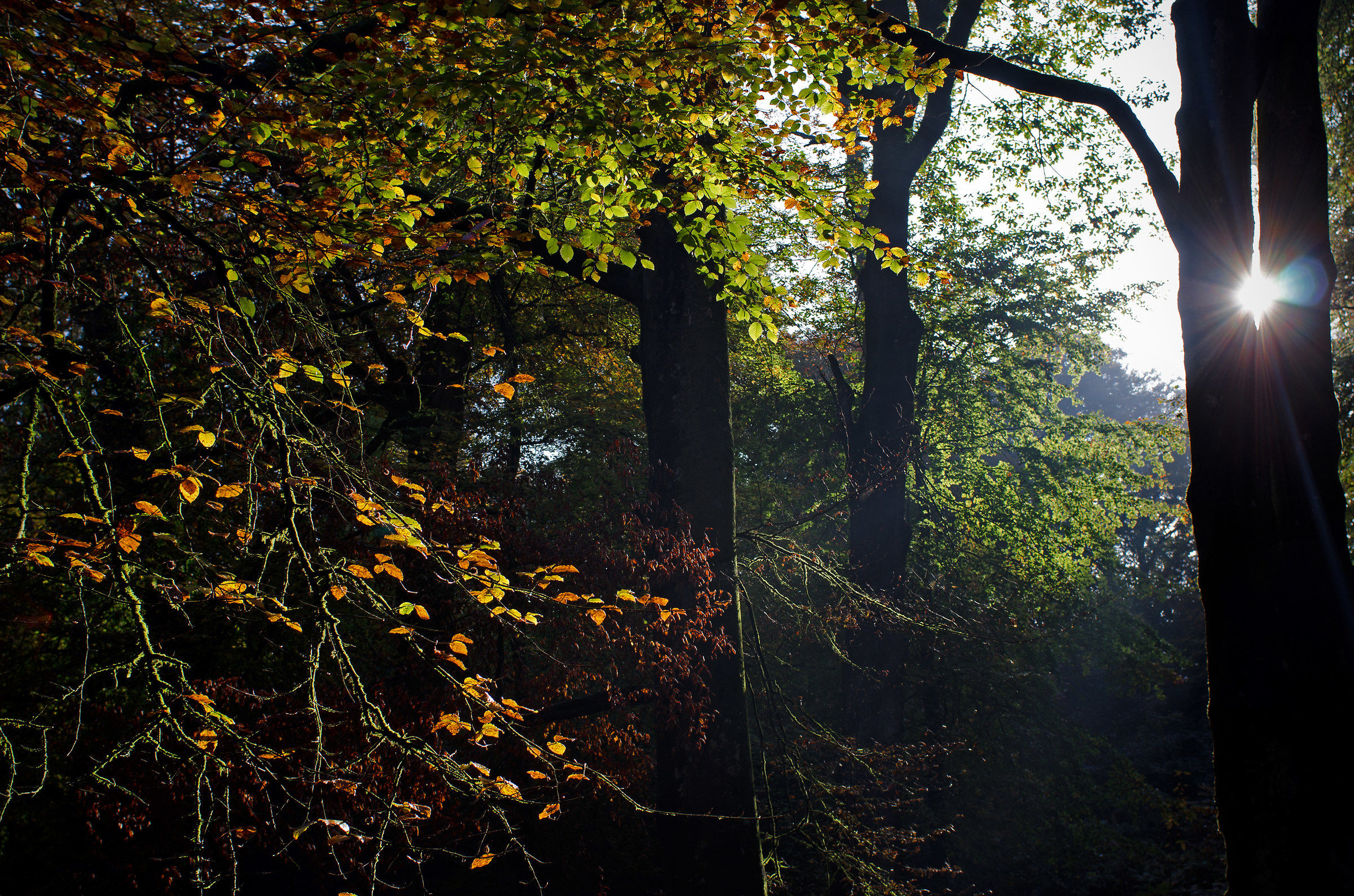 Deep Down in the Forest...