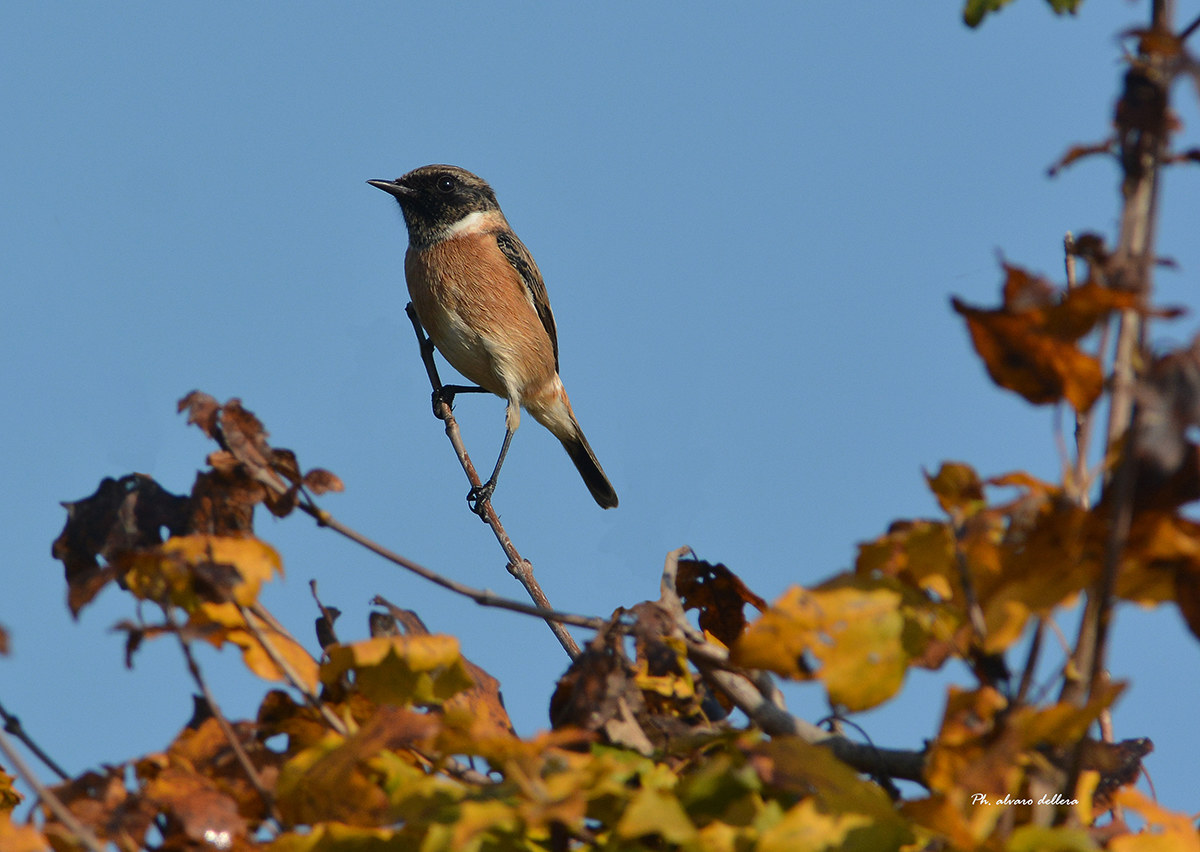 salto da palo in frasca